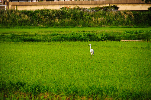 travel white bird heron japan nikon asia great 日本 yakushima eastern egret 風景 屋久島 アジア d300s mrgniqq
