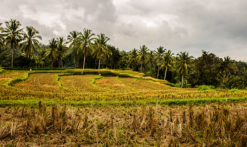 bali field indonesia landscape rice harvest ubud payangan