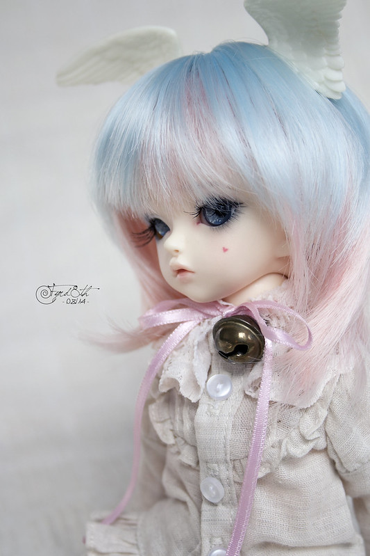Blue-eyed Dove 02