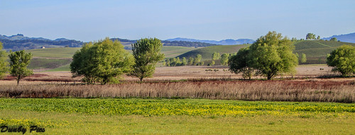 grass landscape vineyard mustard sonomacountyregionalparks tolaylakeregionalpark