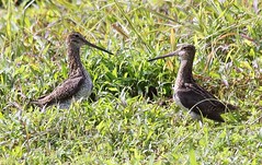 South American Snipes