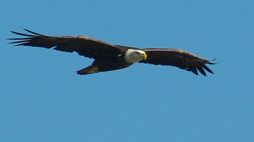 This magnificant bird could be just overhead at York River State Park