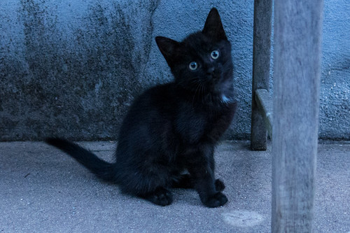 Kitten, black mister P?¬©p?¬© (Petit Prince 2)