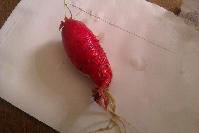 Large red radish