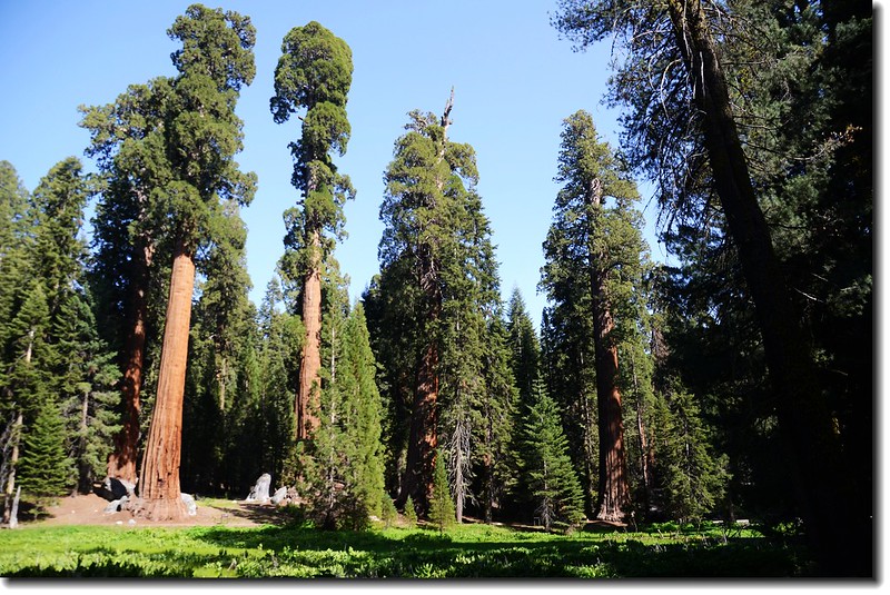 美西國家公園之旅(四)— 美洲杉(紅杉)國家公園(Sequoia National Park