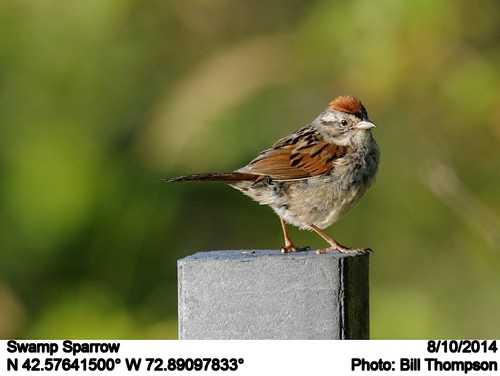 birds ma swampsparrow melospizageorgiana hawleybog