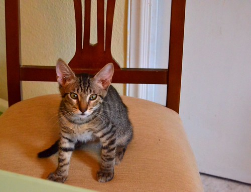 Curro, gatito atigrado pardo dulcísimo y guapo, nacido en Mayo´14 busca hogar. Valencia. ADOPTADO. 14736657052_32869c12d9