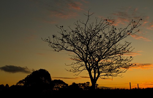 sunset tree silhouette minmi