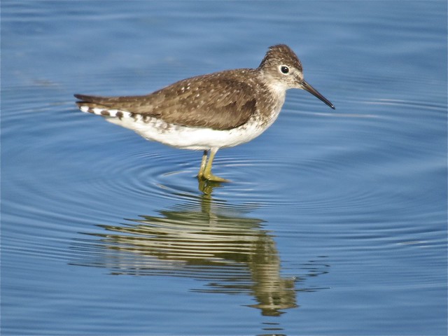 Solitary Sandpiper at El Paso Sewage Treatment Center in Woodford County, IL 02