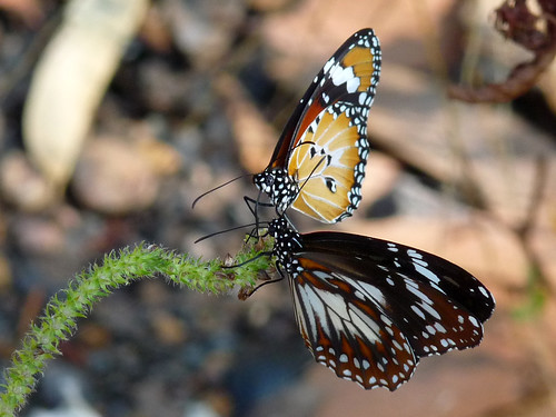 butterfly australia northernterritory topend southalligatorriver mamukala lesserwanderer swamptiger