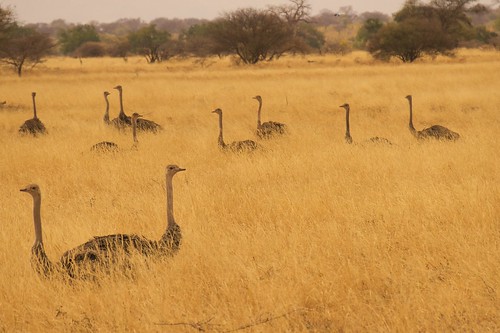 africa tanzania ostrich safari