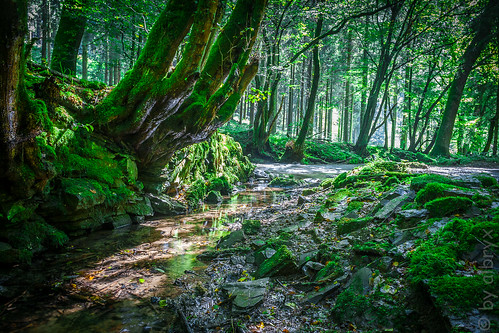tree green water stone creek forest wasser bach mysterious tale märchen eifgenbach