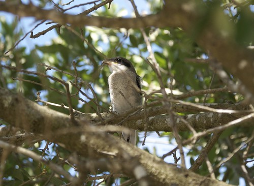 birds texas breeding nesting loggerheadshrike riograndevalley laniusludovicianus losh laniidae hidalgocounty “lanius ludovicianus”
