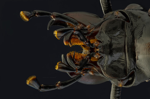 macro bug insect beetle ground makro böcek bocek componon