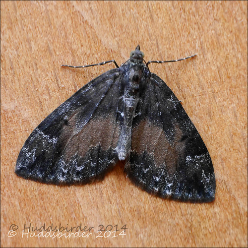 Common Marbled Carpet Moth