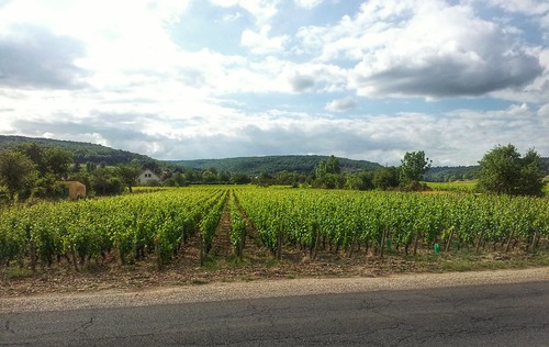 france field rural countryside vineyard vines wine grapes