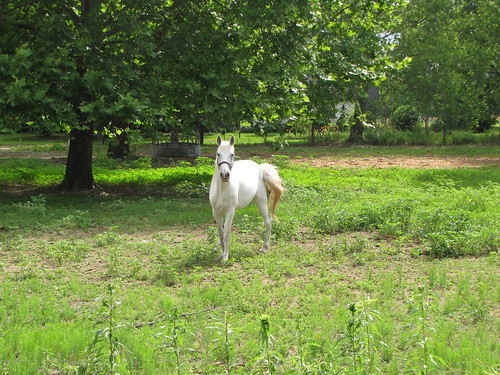 horses farmers farm farming stpauls northcarolina pasture grazing whitehorse robesoncounty wattsdairyroad