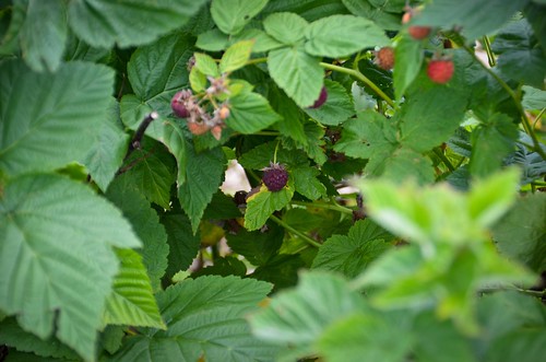 Berry Picking at Paskorz Berry Farm