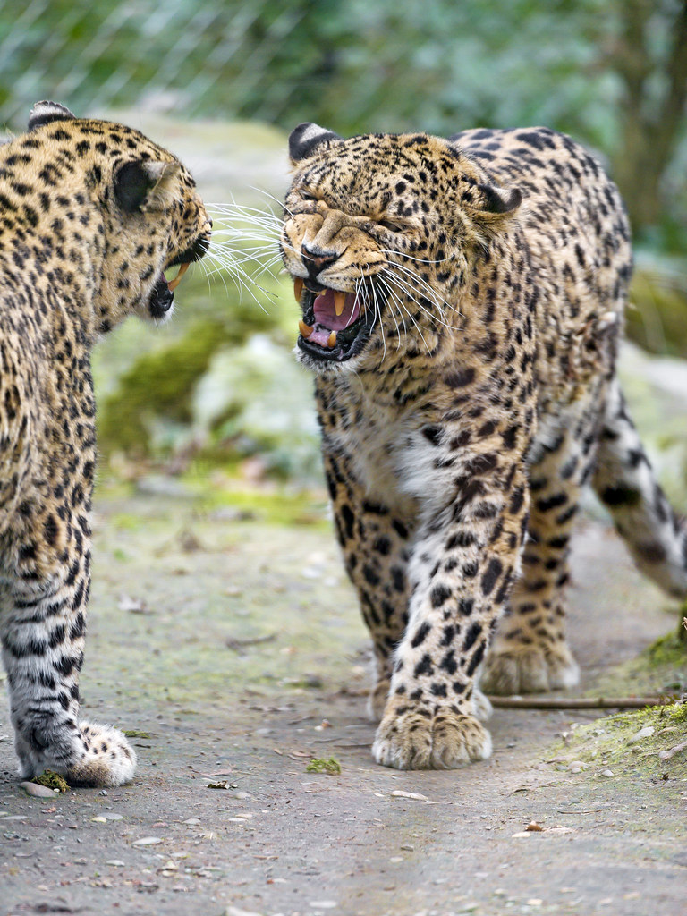 Fighting Persian leopards