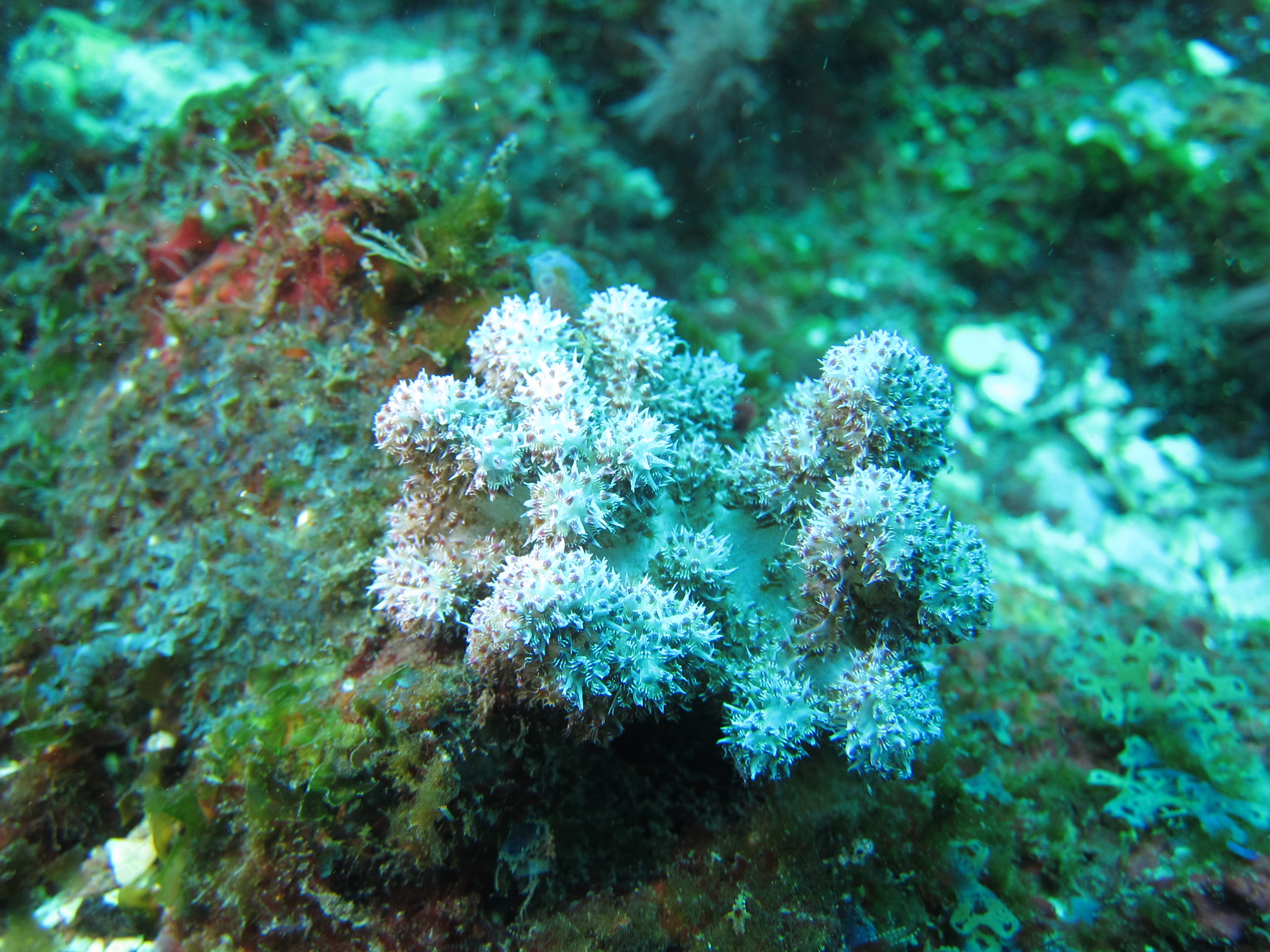 棘穗軟珊瑚。