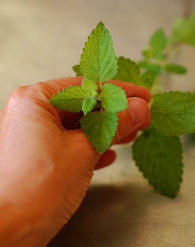 Lemon Balm  to Make Simple Syrup by Eve Fox, the Garden of Eating blog, copyright 2014