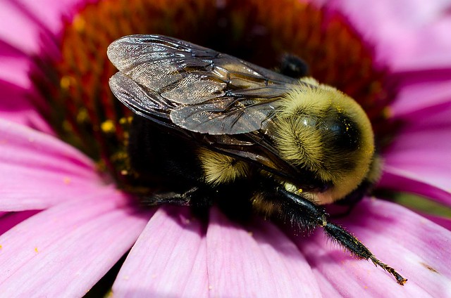 Bees on coneflowers