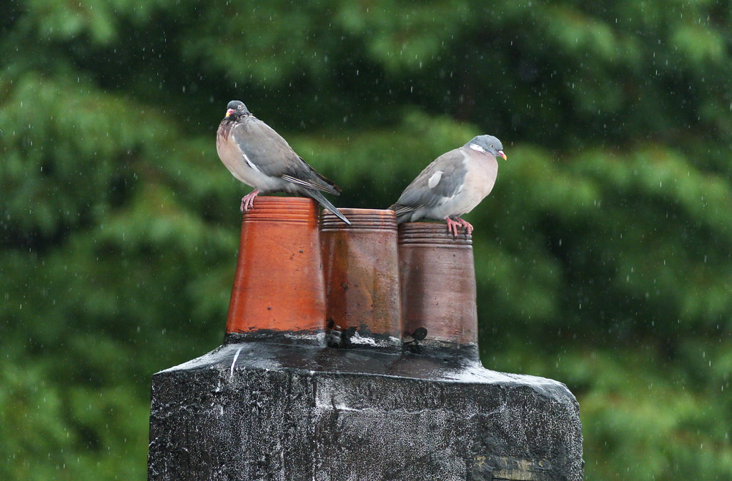 Pigeons sous la pluie (+vidéo) 14609571154_6384f24801_b