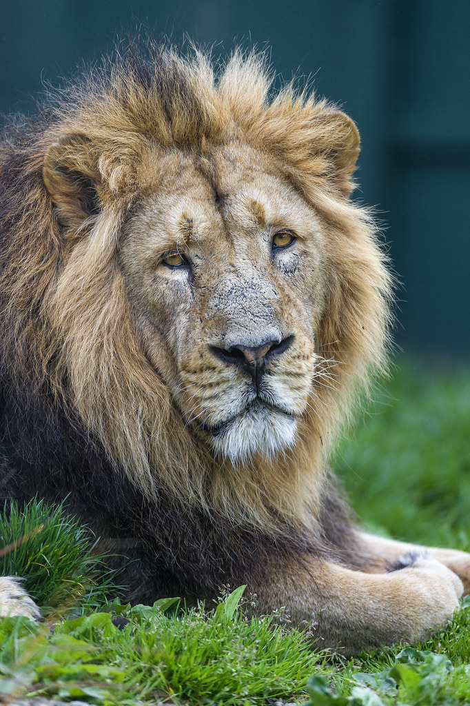 Nice portrait of the male Asiatic lion