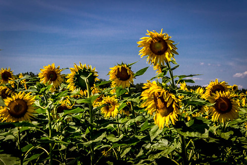 sunflowers southernillinois