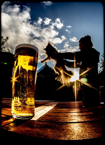 pint lager carling sun light sunlight through glass table top pub anchor inn wooler beer fisheye fish eye samyang 65mm wide photographs photograph pics pictures pic picture image images foto fotos photography artistic cwhatphotos that have which with contain olympus em10 esystem four thirds digital camera lens olympusem10 focus view 43 fit mft micro silhouette silhouettes silhouetted dog pom pomeranian