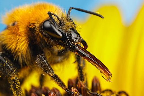 Feeding Bumblebee on a Sunflower
