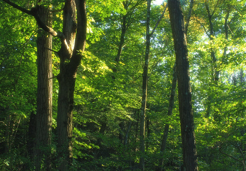trees summer nature forest lowlight pennsylvania creativecommons deciduous monroecounty sgl168 stategameland168 temperatedeciduousforest stategamelands168