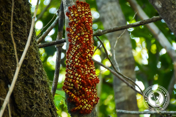 Butterfly Larvae Brazilian Amazon