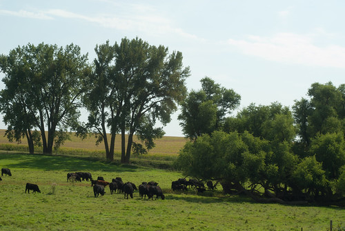southdakota rural cows country farmland pasture prairie farmfields minnehahacounty slipupcreek