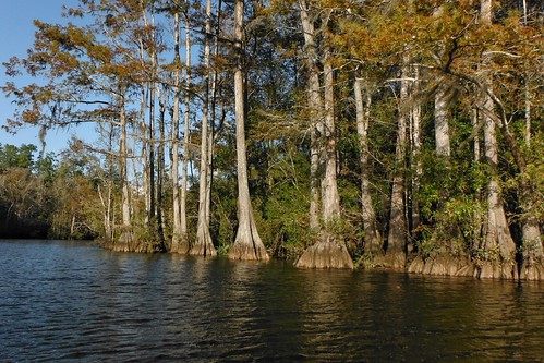 trees nature alabama swamp wetlands cypress baldwincounty ilobsterit byrneslake
