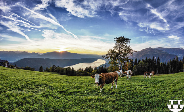 Lake Millstatt Herd Of Cows Sunset
