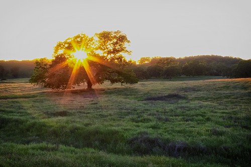 sunset tree field oak ranchomurieta