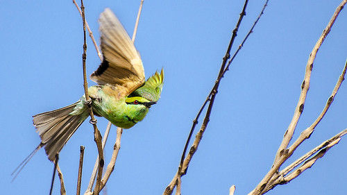 Green Bee-eater Taking Off