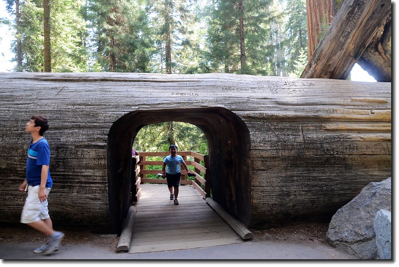 The tunnel log near the General Sherman 1
