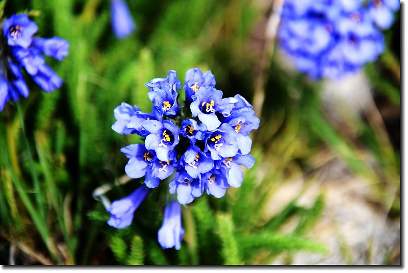 Alpine Polit flower