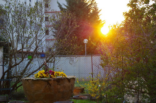 fleurs flowers blumen coucherdesoleil sunset france pentax k30 pentaxk30