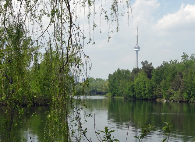 cn-tower-trees