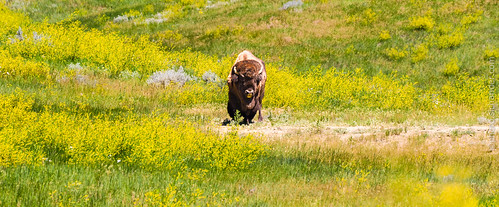 summer usa public animal june southdakota us nationalpark buffalo unitedstates roadtrip badlands bison rapidcity badlandsnationalpark 2014