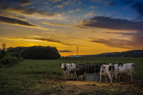 sunset summer england sun tree field clouds prime kent nikon cows hay 35mmf18 d7100 lightroom55