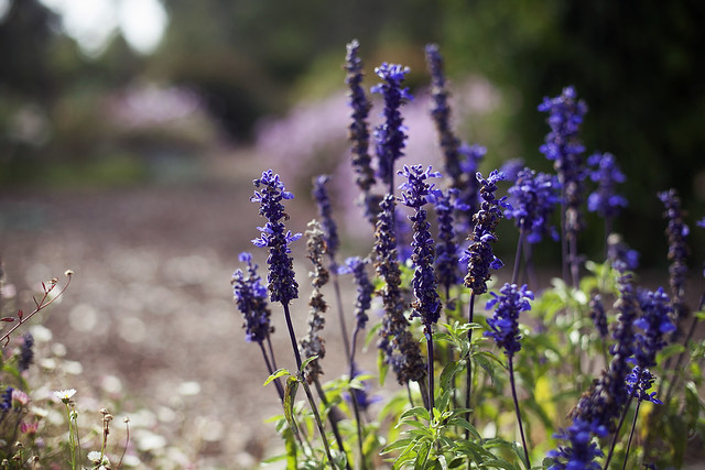 Backyard Garden I