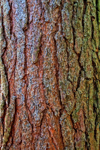 tree pine bark
