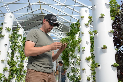 Evan Premer, an Army veteran, inspects aeroponically grown greens at his family-owned Aero Farm in Denver, Colorado. Photo Credit: M. Kunz.