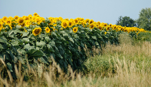 summer usa rural michigan farm unitedstatesofamerica sunny sunflower allegan ruralmichigan allegancounty jcpenny135mmf28 puremichigan cheshirecenter fotodioxpkeos