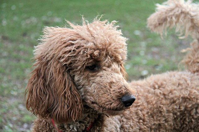 Flickr: The Standard Poodles without extreme Haircuts Pool