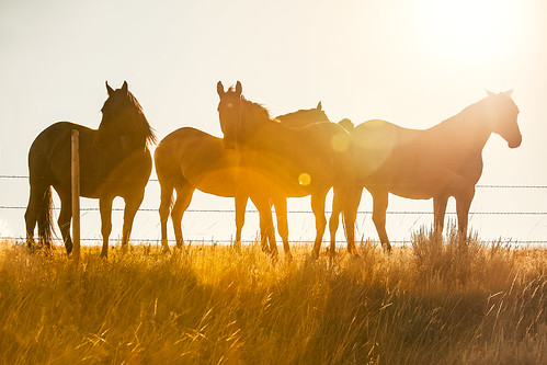 ranch morning sunset summer portrait horses orange sun sunlight nature animals silhouette yellow horizontal backlight rural sunrise fence lens dawn evening bay countryside daylight team montana warm mare glare mt sundown natural bright farm meadow sunny nobody malta domestic heartland pasture lensflare friendly chestnut colts backlit copyspace breed middle pastoral stallions sideview mammals herd idyllic equestrian centered grazing farmanimals equine clearsky ranching quarterhorse stockphoto grassy stockphotography groupofanimals colorimage lookingintocamera phillipscounty